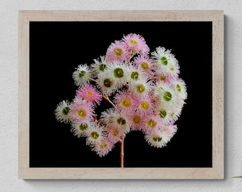 Pastel Pink & White Flower Blossoms Artwork - Australian flowers print - Photography by Nadia Culph