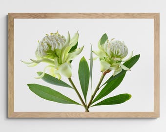 May include: A rectangular wooden frame containing a botanical print of two pale green protea flowers with white centers and pointed petals, accompanied by several elongated dark green leaves, displayed against a plain white background.
