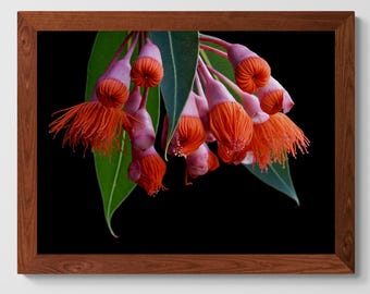 Eucalyptusbloesem fotografieprint - humeurige Australische botanische muurkunst (digitale download)
