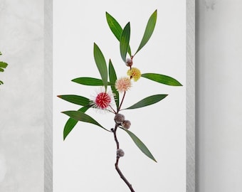 Australian Hakea Botanical Print: Nature Photography Wall Art (Digital Download)