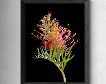 May include: A framed wall art print featuring a vibrant grevillea flower with pink and yellow curved styles and green foliage against a solid black background. The artwork is enclosed in a simple black wooden frame with a visible wood grain texture.