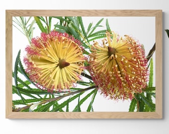 Violet Banksias downloadable print ~ Australian botanical artwork - Digital download by Nadia Culph