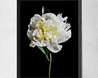 White Peony print ~ White Floral Wall Art ~ Downloadable Still Life Artwork