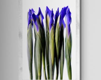 Blue Iris Flowers Printable Photo ~ Downloadable Floral Artwork ~ Digital download by Nadia Culph