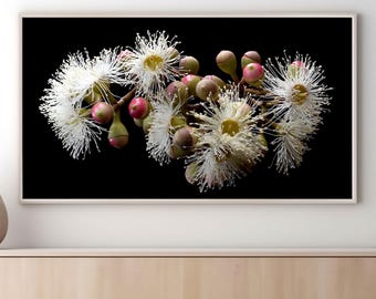 Décoration murale pour téléviseur - Ensemble de 10 illustrations botaniques pour votre téléviseur - Images de la nature australienne - Téléchargements numériques par Nadia Culph
