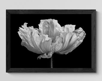 Black and White Poppy Flower Photography Print (Digital Download)
