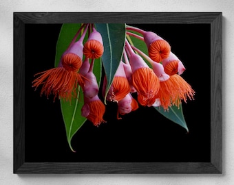 Eucalyptus Blossoms photography print - Moody Australian botanical wall art (Digital Download)