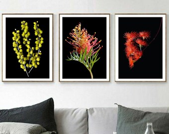 Printable Australian Flowers Set of 3 Wall Art ~ Downloadable Floral Photography Prints ~ Digital Download