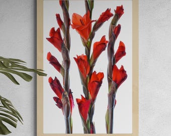 Red Gladiolus Flowers Print ~ Downloadable Floral Wall Art ~ Digital Download by Nadia Culph