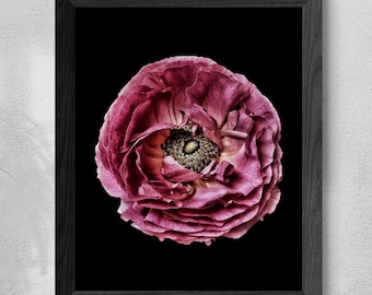 Pink Ranunculus Flower Photo ~ Downloadable Floral Wall Art ~ Digital Download by Nadia Culph