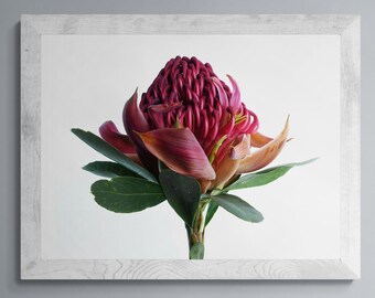 Red Waratah Flower Print: Fine Art Photography (Digital Download)