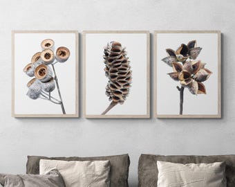 Set med 3 tryck av frökapslar – Jordnära australisk botanisk väggkonst med Banksia, Caesia och Hakea (digital nedladdning)
