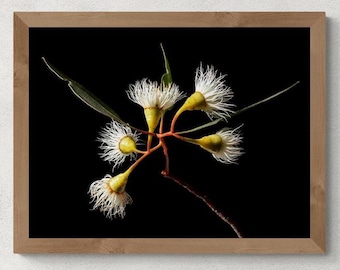White Eucalyptus blossoms wall art - Australian botanical photography print - Digital Download
