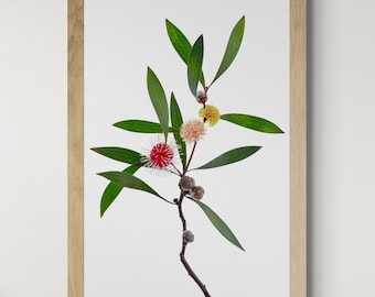 Australische Hakea-plantafdruk ~ Afdrukbare botanische muurkunst ~ Natuurfotografie ~ Digitale download door Nadia Culph