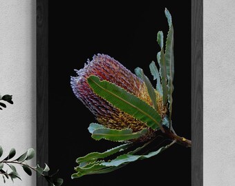 Banksia-bloemenprint ~ Afdrukbare botanische muurkunst ~ Australische natuurfotografie ~ Digitale download