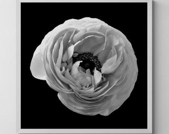 Black and white Ranunculus flower print - Dark floral wall art (Digital Download)