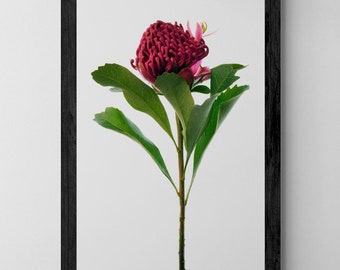 Afdrukbare illustratie rode waratahbloem - downloadbare fotografieprint - digitale download door Nadia Culph