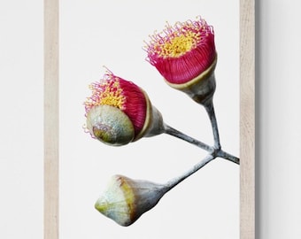 Pink Eucalyptus blossoms print ~ Macro Australian Nature wall art ~ Digital download by Nadia Culph