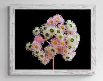 Pastelroze en witte bloembloesemkunstwerk - Australische bloemenprint - Fotografie door Nadia Culph