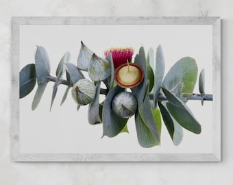 Rose Mallee Eucalyptus print - Australian botanical wall art - Digital download by Nadia Culph
