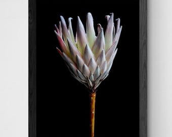 Protea flower print - Still life floral wall art - Photography by Nadia Culph - Digital download