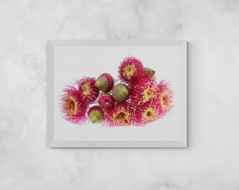 Australian Gum Blossoms print - Pink Eucalyptus flowers wall art - Photography by Nadia Culph