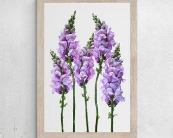 Purple Snapdragon flowers print ~ Digital Download by Nadia Culph
