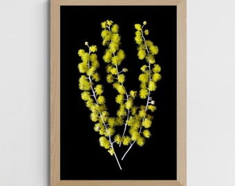 May include: A framed botanical print featuring three sprigs of bright yellow mimosa flowers against a solid black background. The artwork is enclosed in a light-toned wooden frame with a clean, rectangular profile and a simple, flat surface finish.