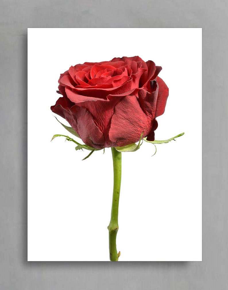 Red Rose Printable Art