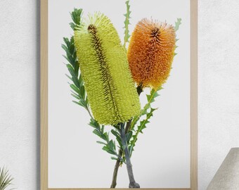 May include: A framed botanical print featuring two banksia flower spikes, one in a vibrant lime green and the other in a warm orange, accompanied by serrated green leaves. The artwork is encased in a light-toned wooden frame with a clean white border.
