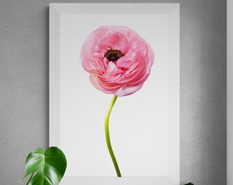 Pink Ranunculus Flower printable wall art - Digital download by Nadia Culph