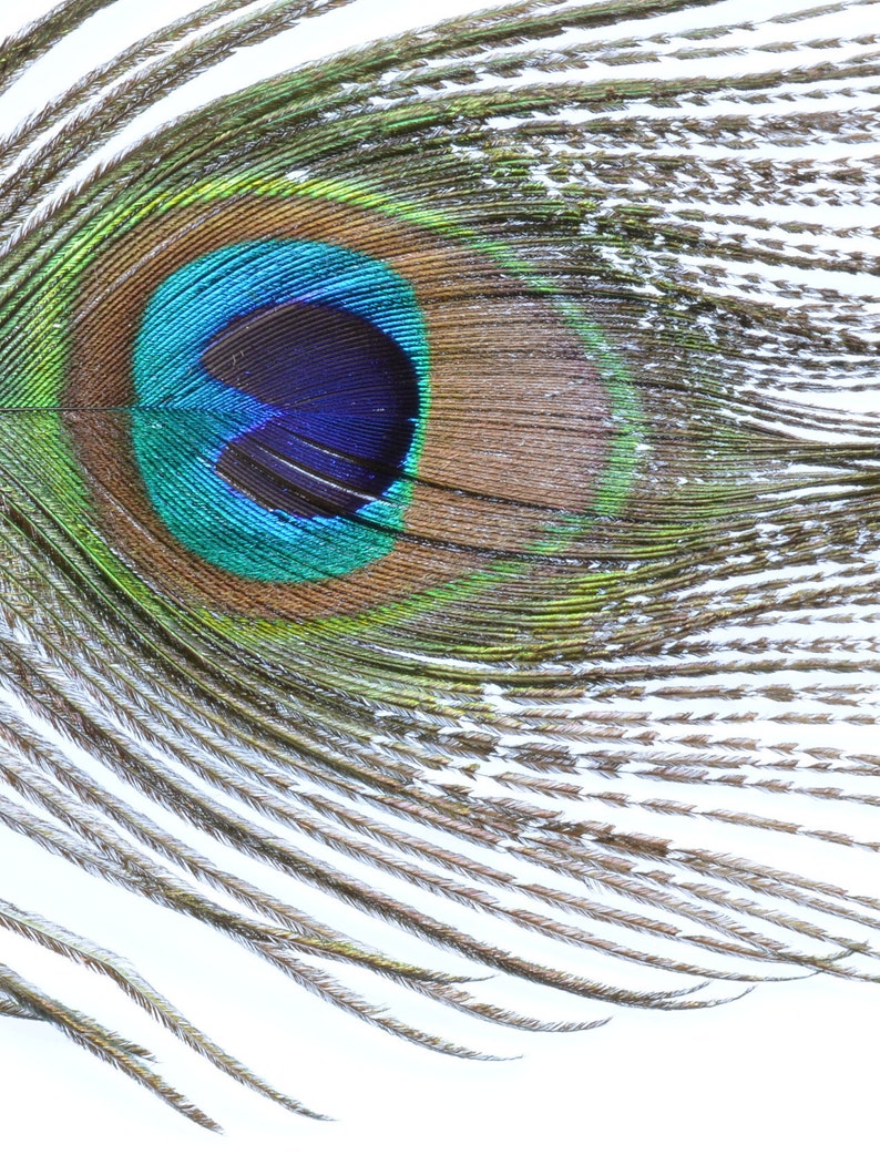 Set of 3 Downloadable Peacock Feather Prints Printable | Etsy