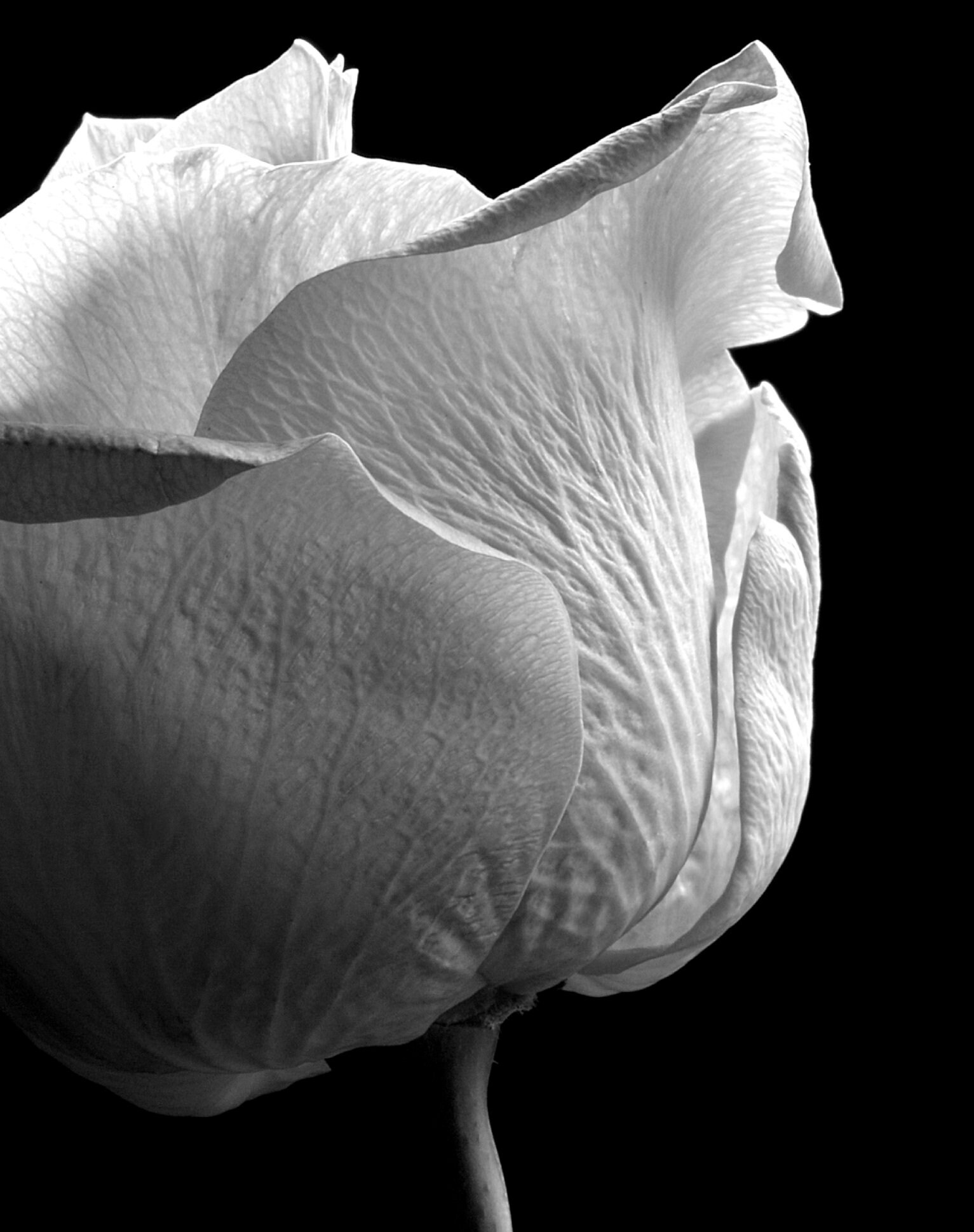 Printable Black & White Rose Print Downloadable Flower - Etsy