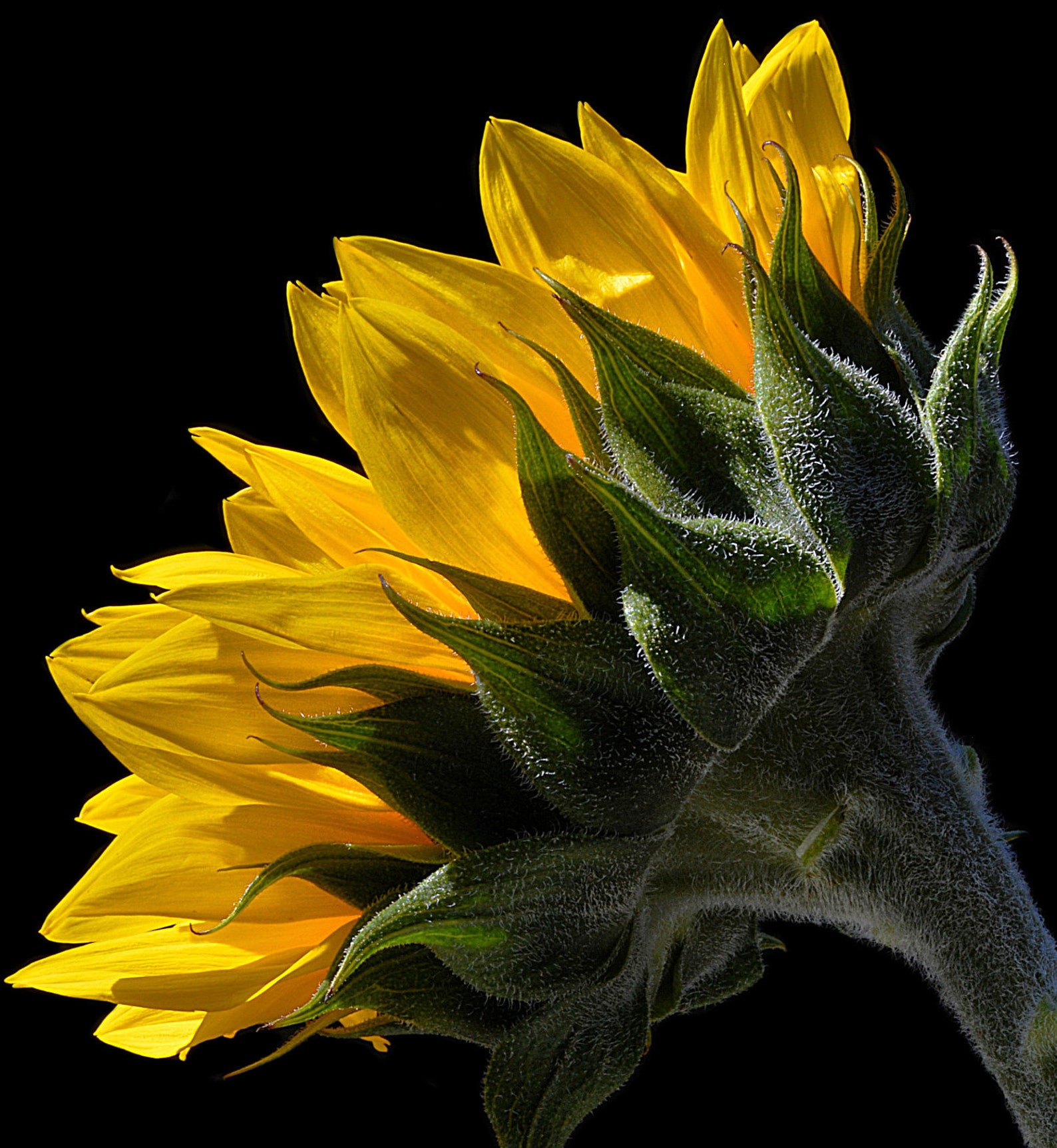 Printable Sunflower Wall Art downloadable Floral Print - Etsy