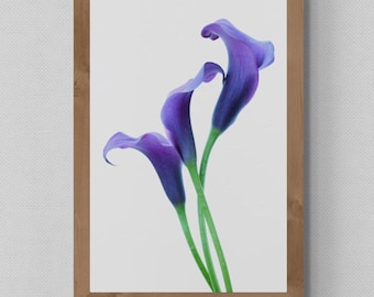 Purple Calla Lilies print - Bright floral wall art - Still life flower photography by Nadia Culph - Digital Download