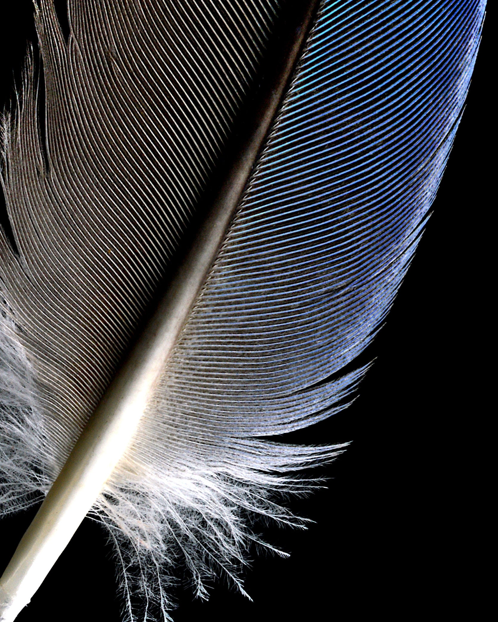 Blue and Black Feather Downloadable Print Printable Fine Art Etsy