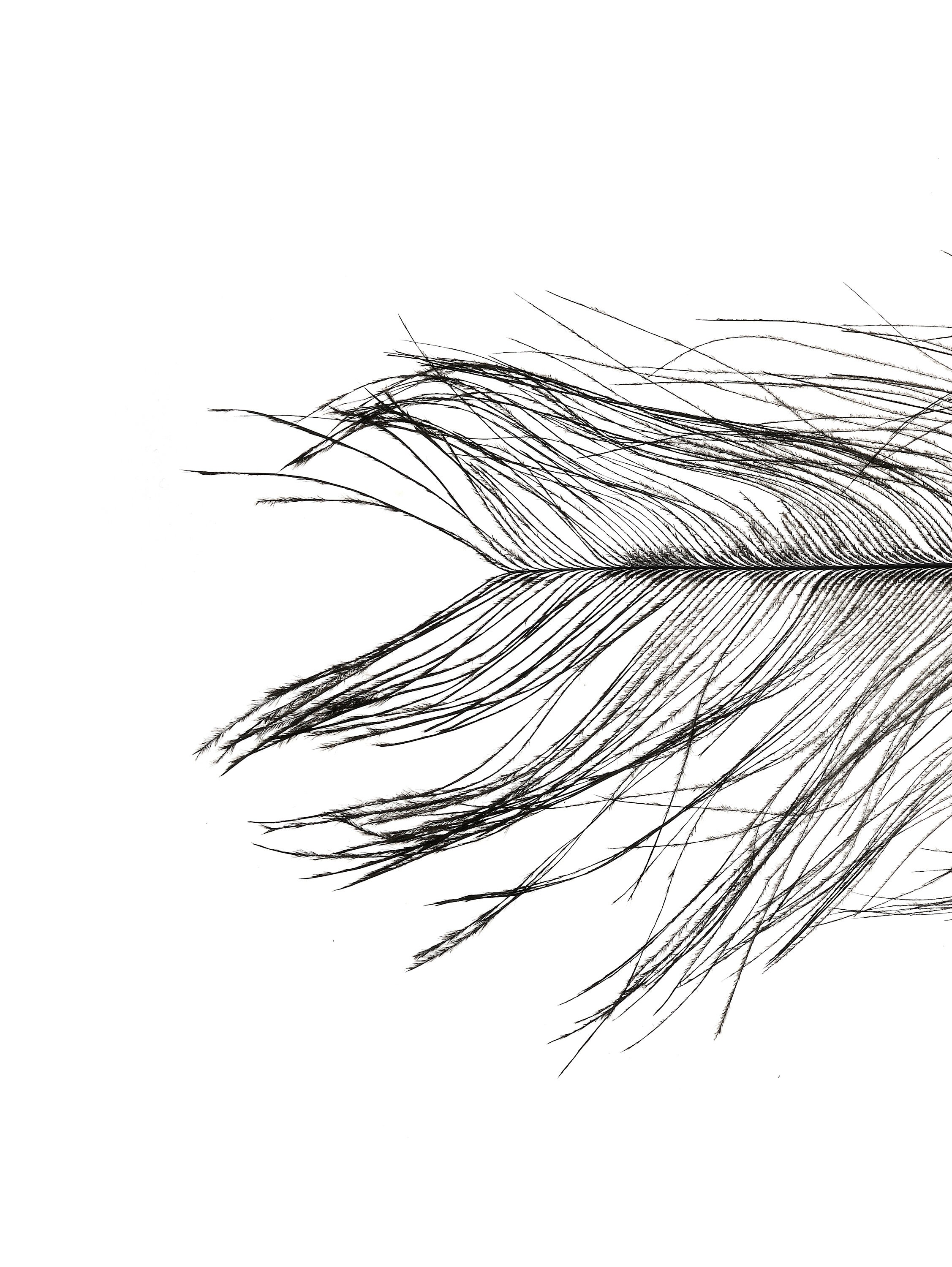 Printable Set of 3 Black &amp; White Feather Prints Downloadable - Etsy