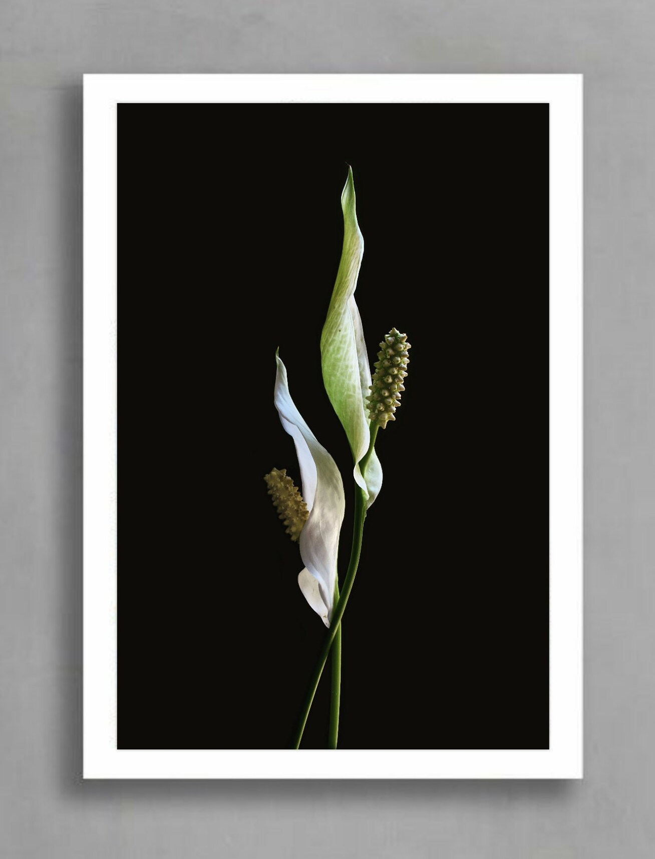 Peace Lily Flowers Printable Photo Downloadable Floral Wall Etsy