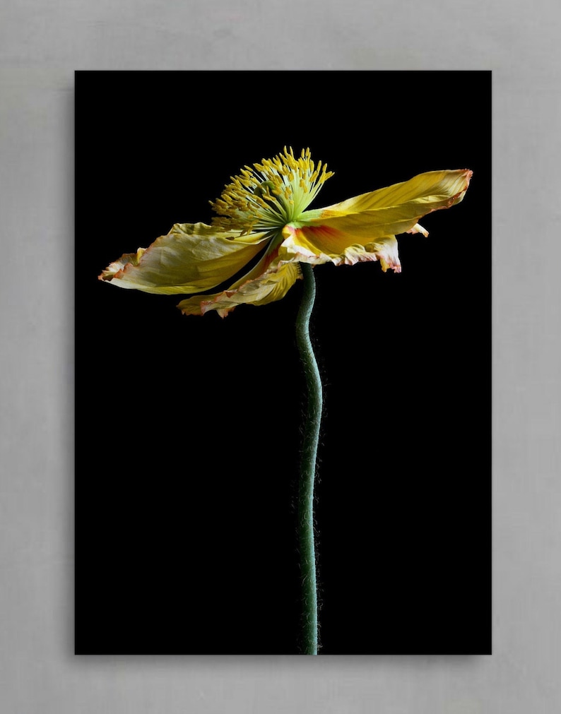 Yellow Poppy Flower Print ~ Still Life Botanical Artwork ~ Macro Nature Photograph ~ Moody Floral Wall Art ~ Modern Kitchen Decor ~ Fine Art
