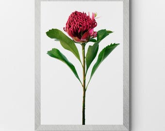 Red Waratah Flower printable artwork - Downloadable photography print - Digital download by Nadia Culph