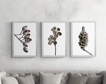Australian Botanical Seed Pod Prints – Banksia, Eucalyptus Wall Art (Digital Download)