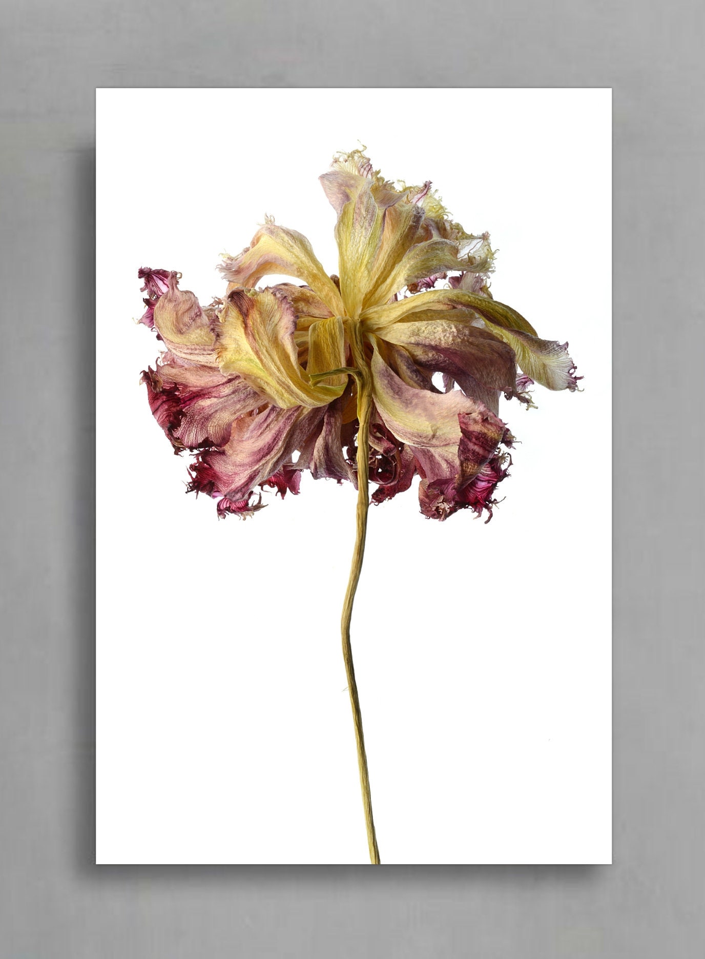 Dried Flower Printable Art Downloadable Floral Photography - Etsy Australia