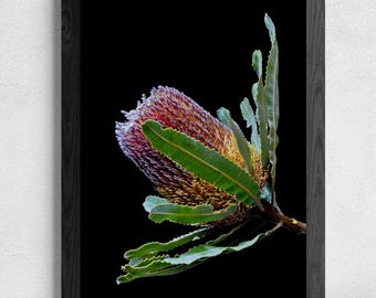 Banksia Flower Print ~ Printable Botanical Wall Art ~ Australian Nature Photography ~ Digital Download