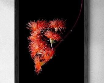 Orange Gum flowers print ~ Australian Native Flower Photography ~ Digital Download by Nadia Culph