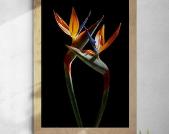 May include: A framed wall art print featuring two Strelitzia reginae flowers, commonly known as bird of paradise, with vibrant orange petals and blue accents set against a solid black background, enclosed in a light-toned wooden frame.