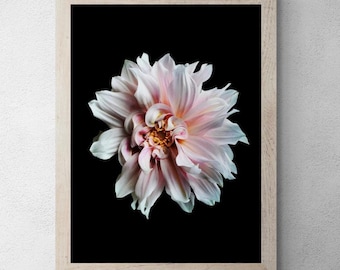 May include: A framed wall art print featuring a single dahlia flower with pale pink and white petals and a yellow center, set against a solid black background. The artwork is enclosed in a light-toned wooden frame with a simple, clean profile.