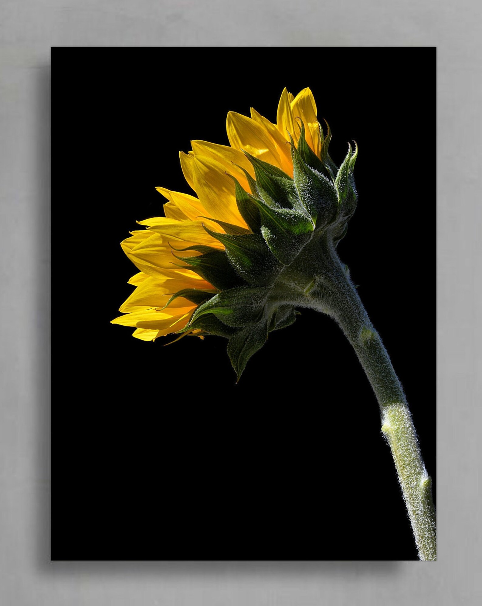 Printable Sunflower Wall Art downloadable Floral Print - Etsy