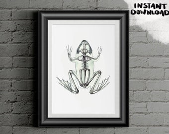 Frog Skeleton Watercolor Print: Toad Anatomical Poster, Tattoo Design, Vet Doctor Office Wall Art, Student Gift, BIG DIGITAL