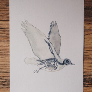 K&ouml;nnte beinhalten: Aquarellmalerei eines Vogels mit sichtbarem Skelett. Der Vogel ist im Flug mit ausgebreiteten Fl&uuml;geln. Das Gem&auml;lde ist in Graut&ouml;nen und Wei&szlig; gehalten.