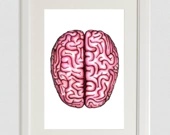 May include: A detailed illustration of a human brain, depicted in a pink color, with the two hemispheres separated. The brain is shown from a top-down perspective, highlighting the intricate folds and convolutions.